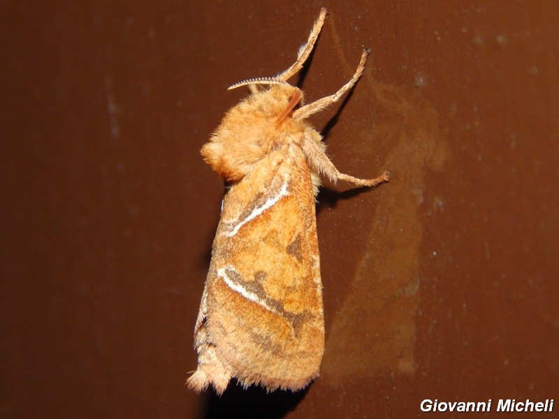 Triodia sylvina: puntualissima